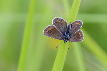 Male butterfly lycaena icarus sits on the grass