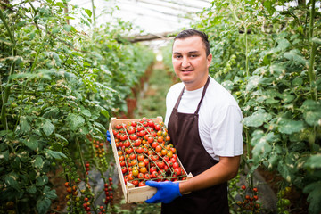 Young man farm worker collects cherry tomatoes harvest in wooden boxes in the greenhouse.