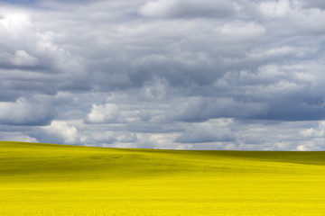 Obraz premium Prairie Canola Field Canada