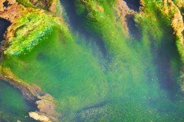 Green and orange algae on the river. Pollution of the environment.