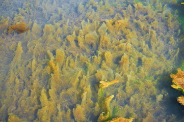 Green and orange algae on the river. Pollution of the environment.