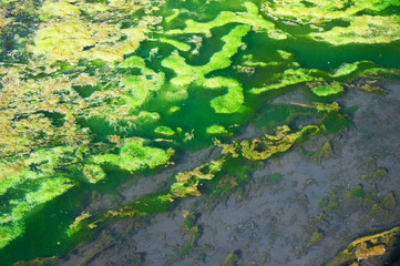 Green and orange algae on the river. Pollution of the environment.