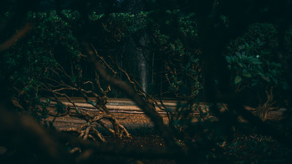 Floresta