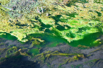 Green and orange algae on the river. Pollution of the environment.