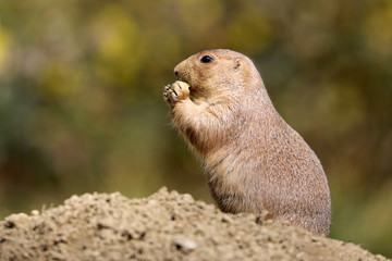 Black-tailed prairie dog