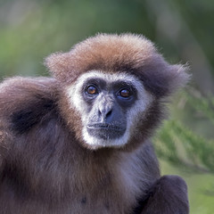 white handed gibbon