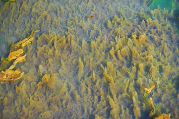 Green and orange algae on the river. Pollution of the environment.