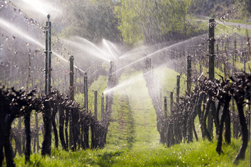 Irrigation Sprinkler Vineyard Okanagan Valley