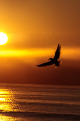 Fototapeta na wymiar Sunrise over Beach with Seagull