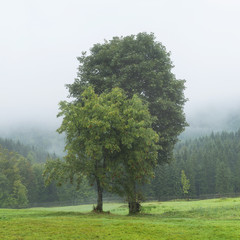Fototapeta premium couple trees on the meadow in foggy morning in Ukraine