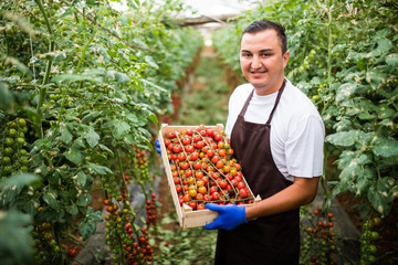 Young farm worker with full box of red cherry tomatoes in greenhouse. Tomatoes harvest. Agriculture.