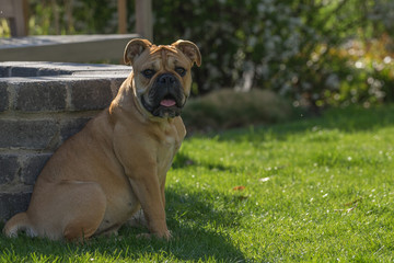 Old english bulldog schweiz