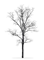 Dead tree without leaves  isolated white background