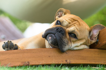 Old english bulldog schweiz