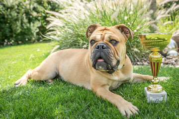 Old english bulldog schweiz