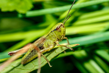 Macro of a grasshopper.