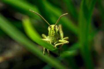 Macro of a grasshopper.