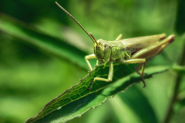 Macro of a grasshopper.