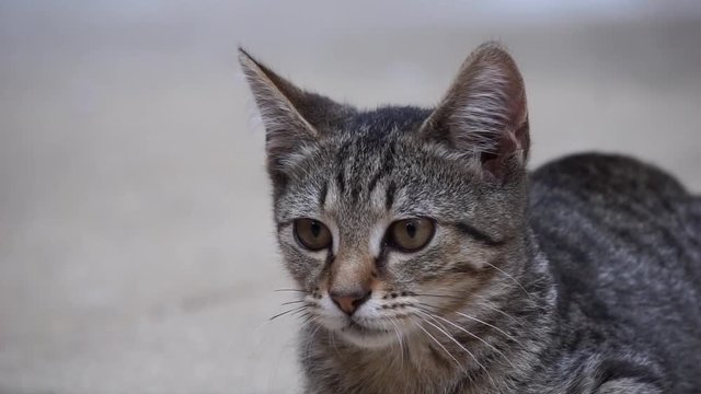 Close-Up of Street Cat