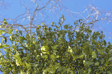 Blooming mistletoe (Viscum album )  on a branch against a blue sky background.