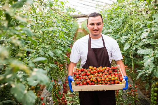 Farming, gardening, people concept - Young man worker picking harvesting of cherry tomatoes at greenhouse