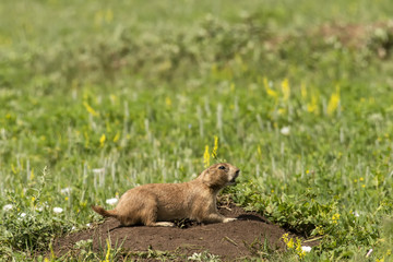 Barking black-tailed prairie dog on the Great Plains;  Custer SP;  South Dakota