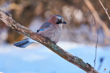 Eurasian jay flew on a dry branch in search of food (sunflower seeds or lard).
