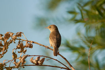 Blyth's reed warbler sits half-turned on a dry branch of willow near to the nest.