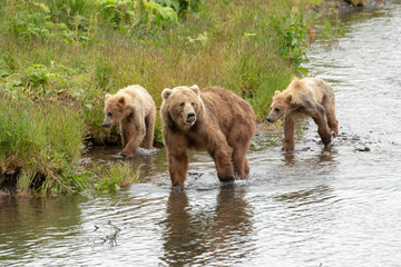 kodiak bear