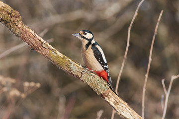 Great spotted woodpecker flew to a dry branch in search of larvae.