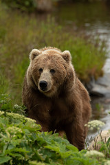 Obraz na płótnie Canvas kodiak bear
