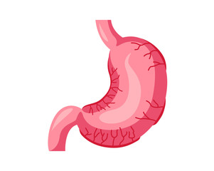 Healthy Stomach Internal Human Organ Illustration