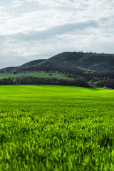 Image of a landscape of a green grass or wheat field and a blue sky with patterns from the clouds. The concept of serenity of ecology and spring