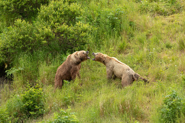 kodiak bear fight