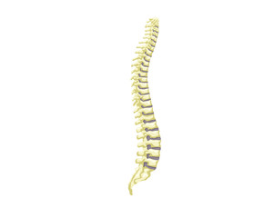 Healthy Spine Internal Human Organ Illustration In Isolated White Background