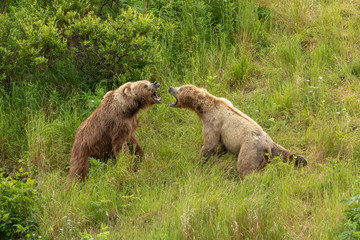 kodiak bear fight