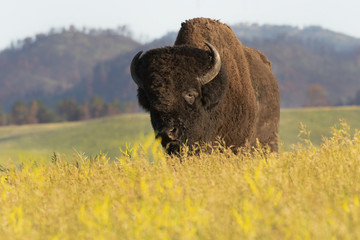 Bull bison in meadow of yellow sweet clover on the Great Plains;  Custer SP;  South Dakota