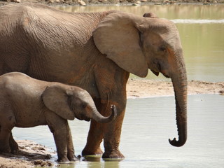 baby & mum elephant