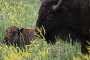 Cow & calf bison on the Great Plains;  Custer SP;  South Dakota