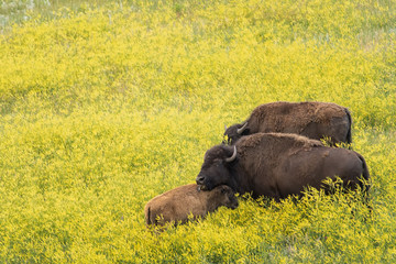 Cow bison caring for bison calf;  Great Plains;  South Dakota
