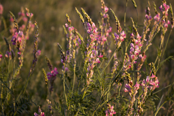 Fototapeta premium Sainfoin is a perennial forage and honey plant of the legume family beautiful, pink meadow flowers sunset background