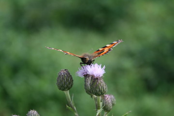 Schmetterling