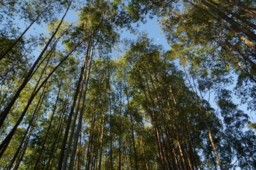 floresta de lindas  arvores de eucaliptos sob fundo azul com detalhe de lua ao fundo sudeste do brasil inverno de 2018