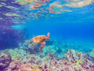 Sea turtle swimming through coral reef