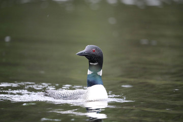 Loon
