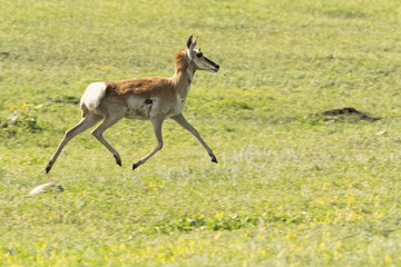 Pronghorn antelope running on the grasslands of the Great Plains;  South Dakota