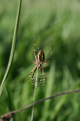 Spinne