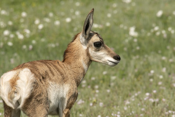 Pronghorn antelope fawn on the Great Plains;  South Dakota
