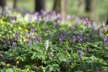 Corydalis cava early spring wild forest flowers in bloom, white violet purple flowering beautiful small plants