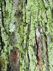 Green Moss Covering the Trunk of a Large Tree